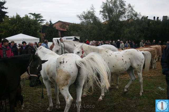 Fiera del Bestiame (29).JPG